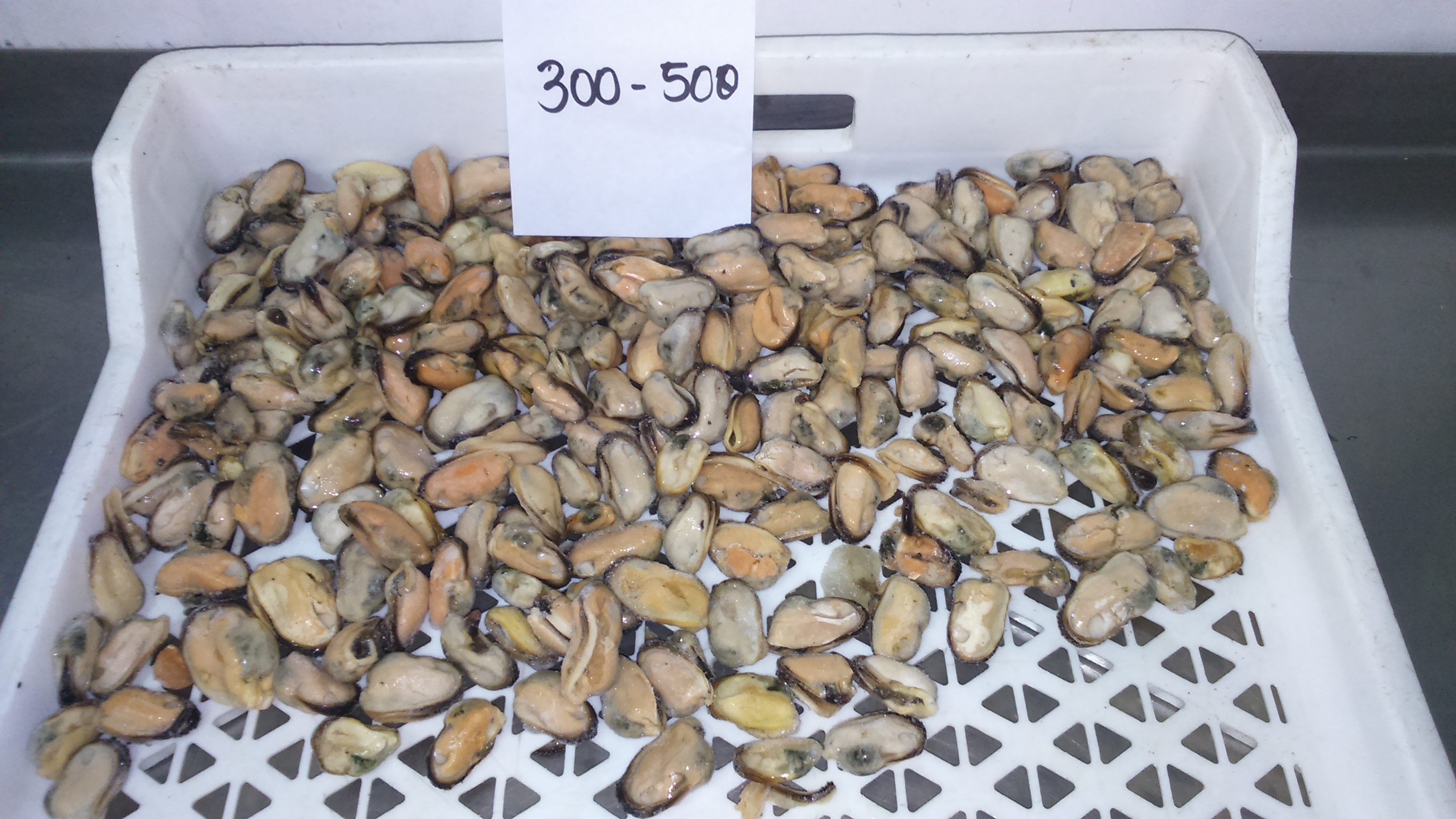 Mussel